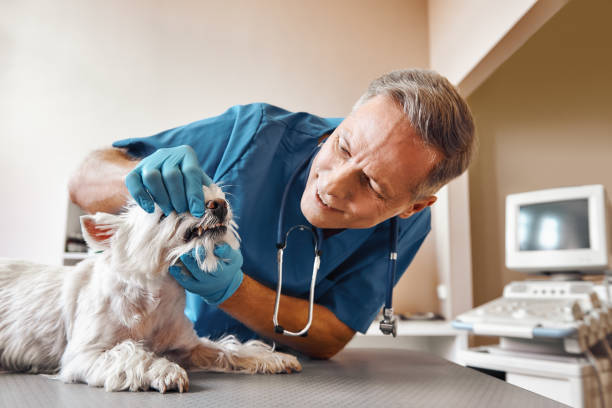 Best Knocked-Out Tooth Emergency  in Calcutta, OH